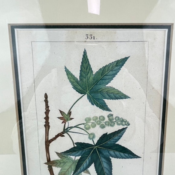 Botanical Print Artwork by Lambert J. Sculpt Professionally Framed and Matted - Picture 3 of 5